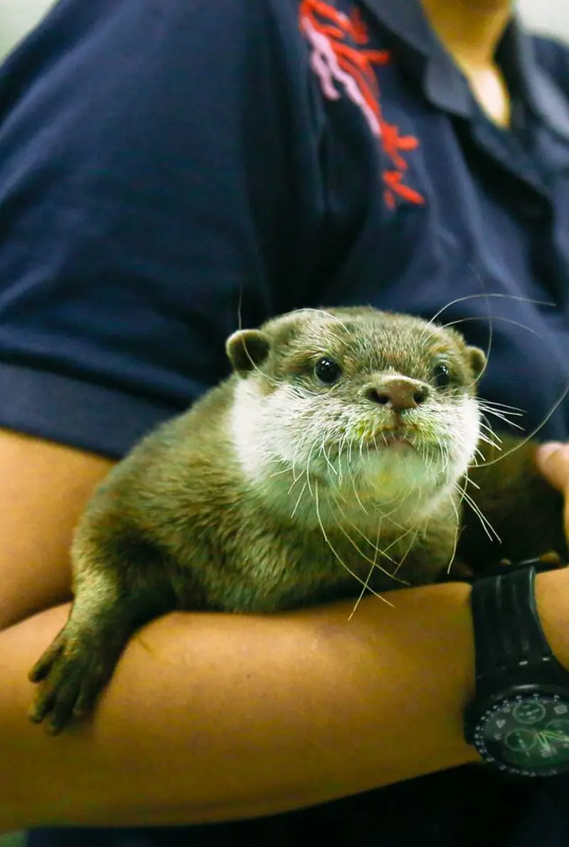 Dubai Aquarium And Underwater Zoo Otter Encounter — Downtown Dubai tour experience with Flyout Tours