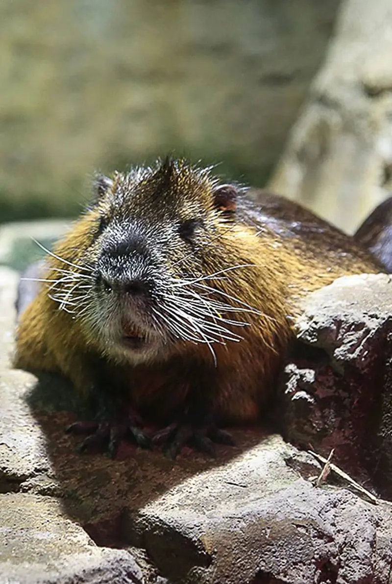 Dubai Aquarium And Underwater Zoo Otter Encounter — photo 2 of 8