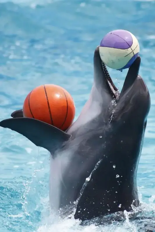Dubai Dolphinarium (Dubai Dolphin Show) — photo 3 of 4