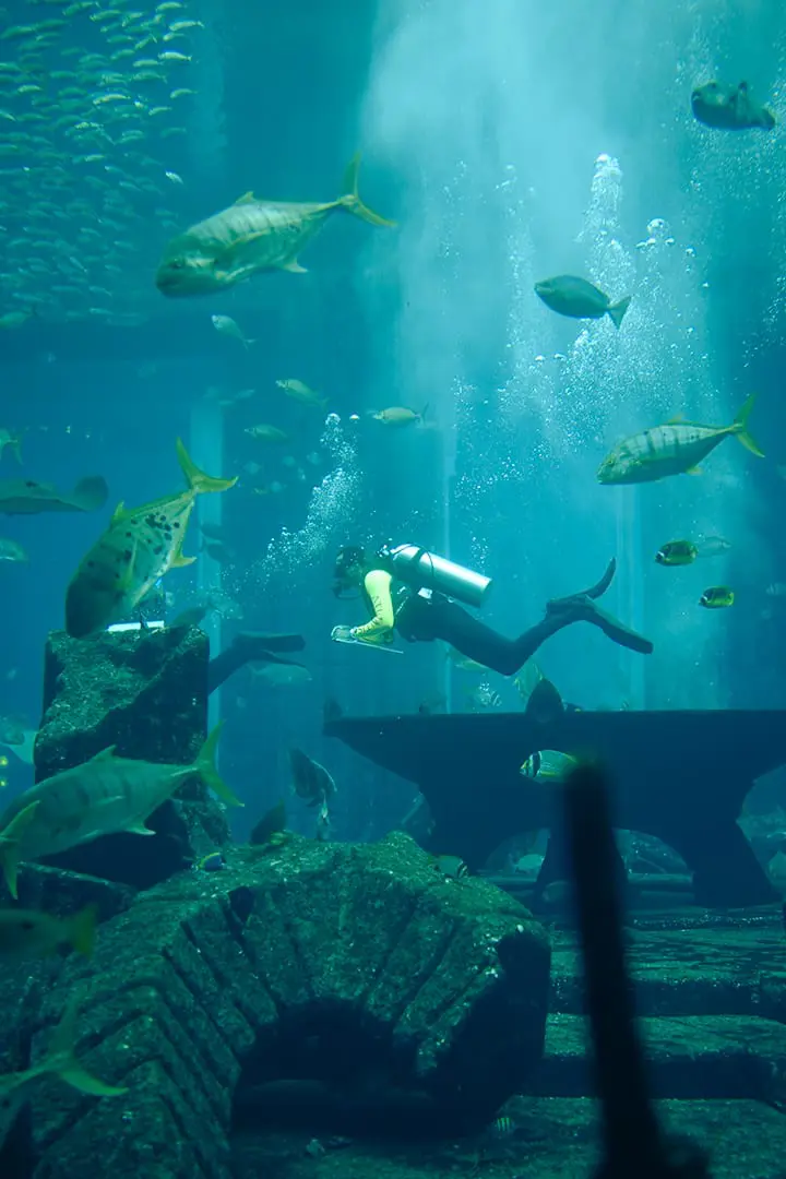 The Lost Chambers Aquarium — Palm Jumeirah, Dubai tour experience with Flyout Tours