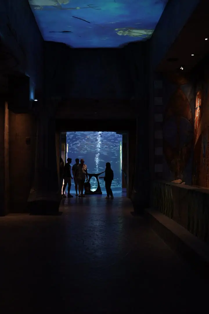 The Lost Chambers Aquarium — photo 4 of 5