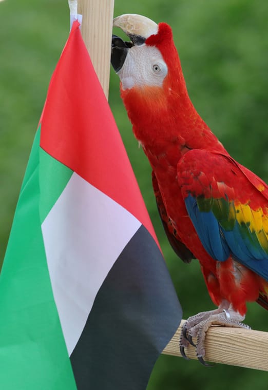 Creek Park Exotic Bird Show — Dubai Creek, Dubai tour experience with Flyout Tours