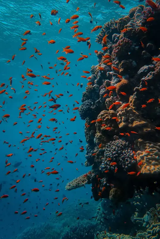 Fujairah Snorkeling Adventure — photo 2 of 5