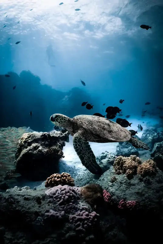 Fujairah Snorkeling Adventure — photo 5 of 5